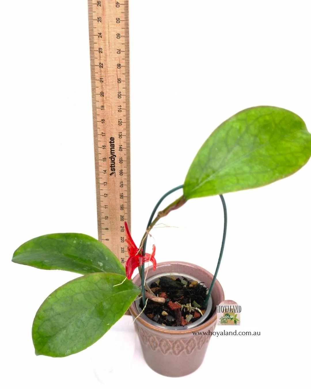 🍂 Rare Hoya AH 138 Giant Leaves | Sunstressing Edges | Hoyaland Small