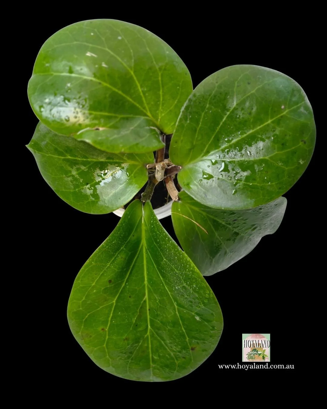 Hoya Rhiannon (4).jpg