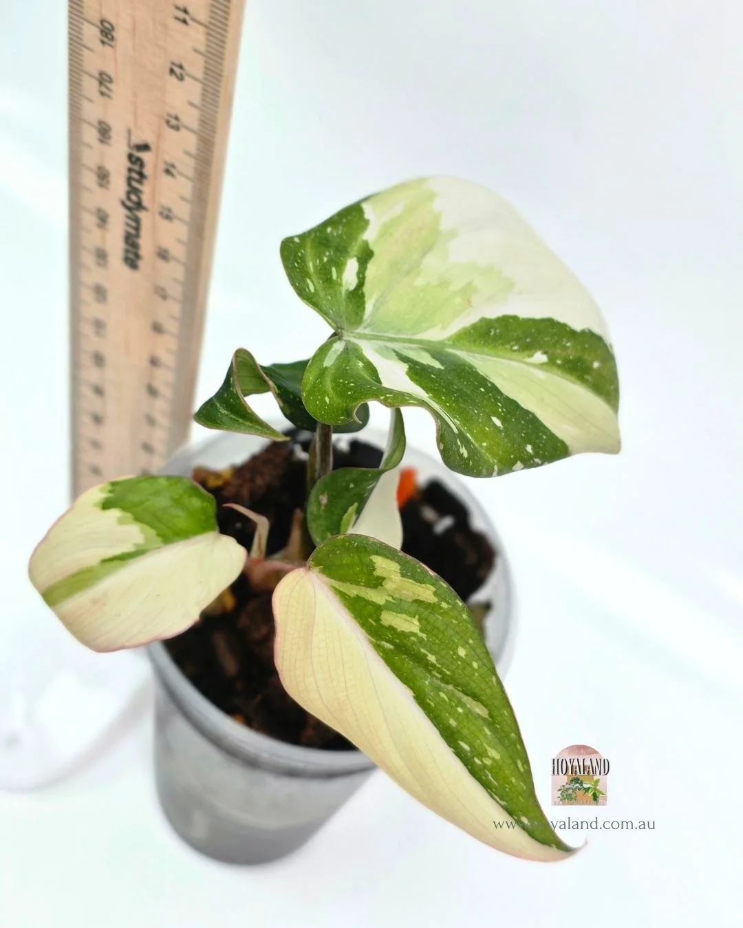 Philodendron gloriosum variegata B (5).jpg