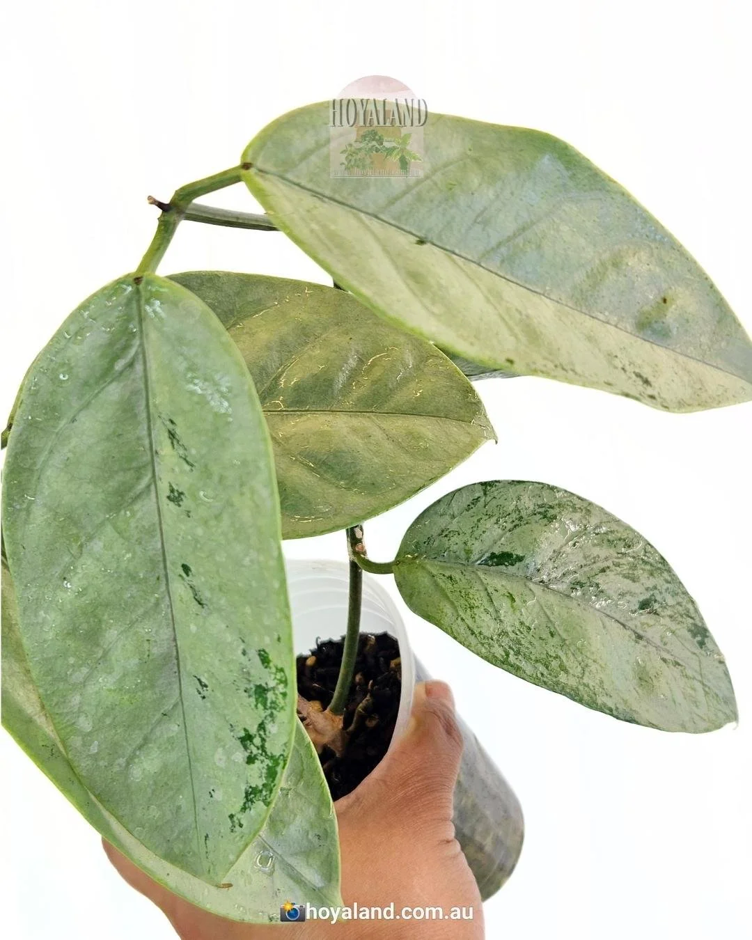 Hoya Coricacea silver (2).jpg
