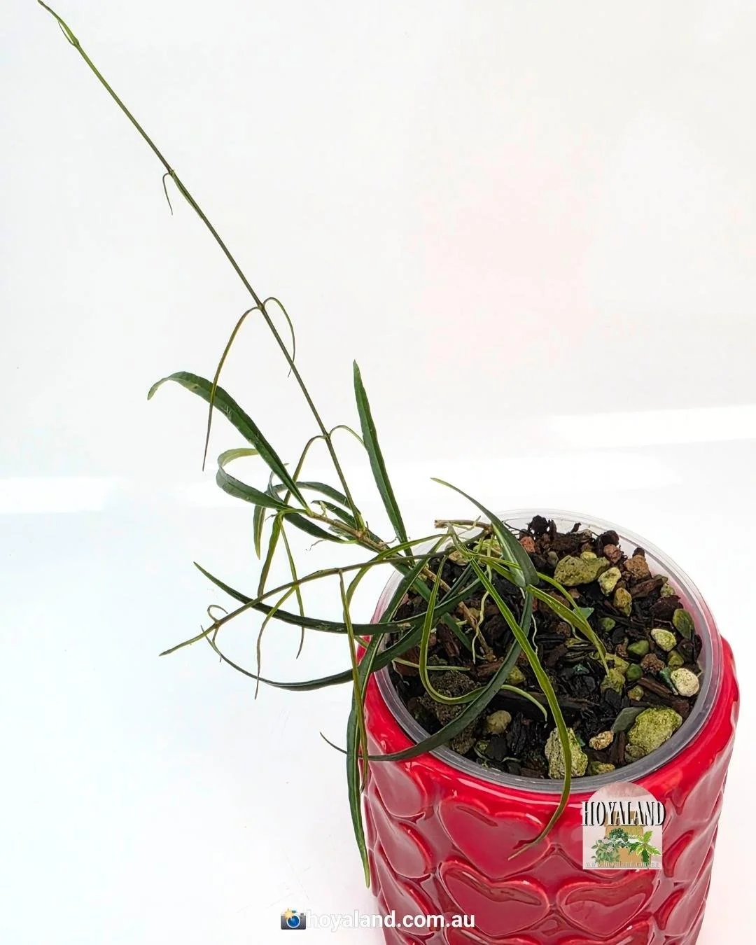 Hoya stenophylla (7).jpg