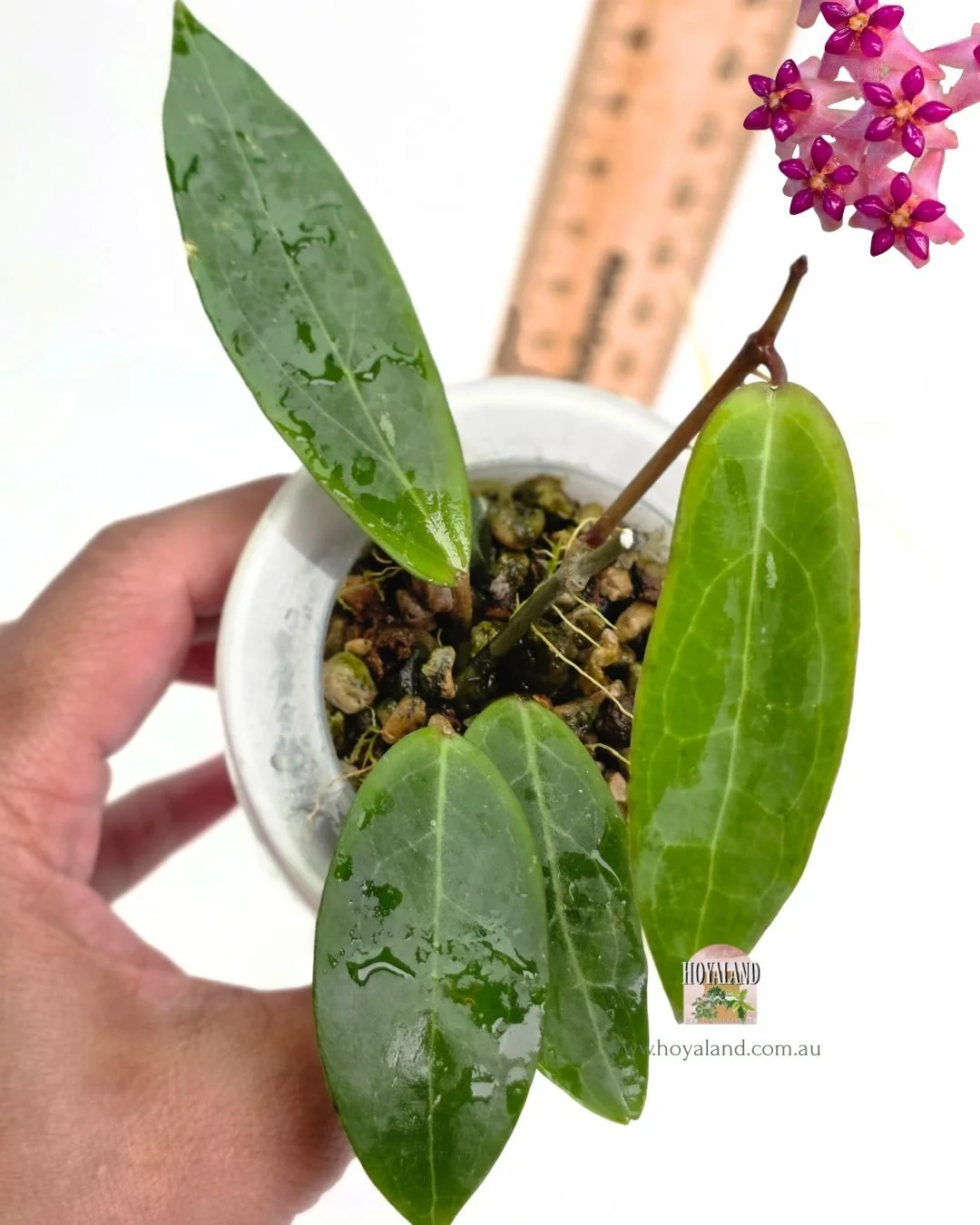 Hoya love affair.jpg