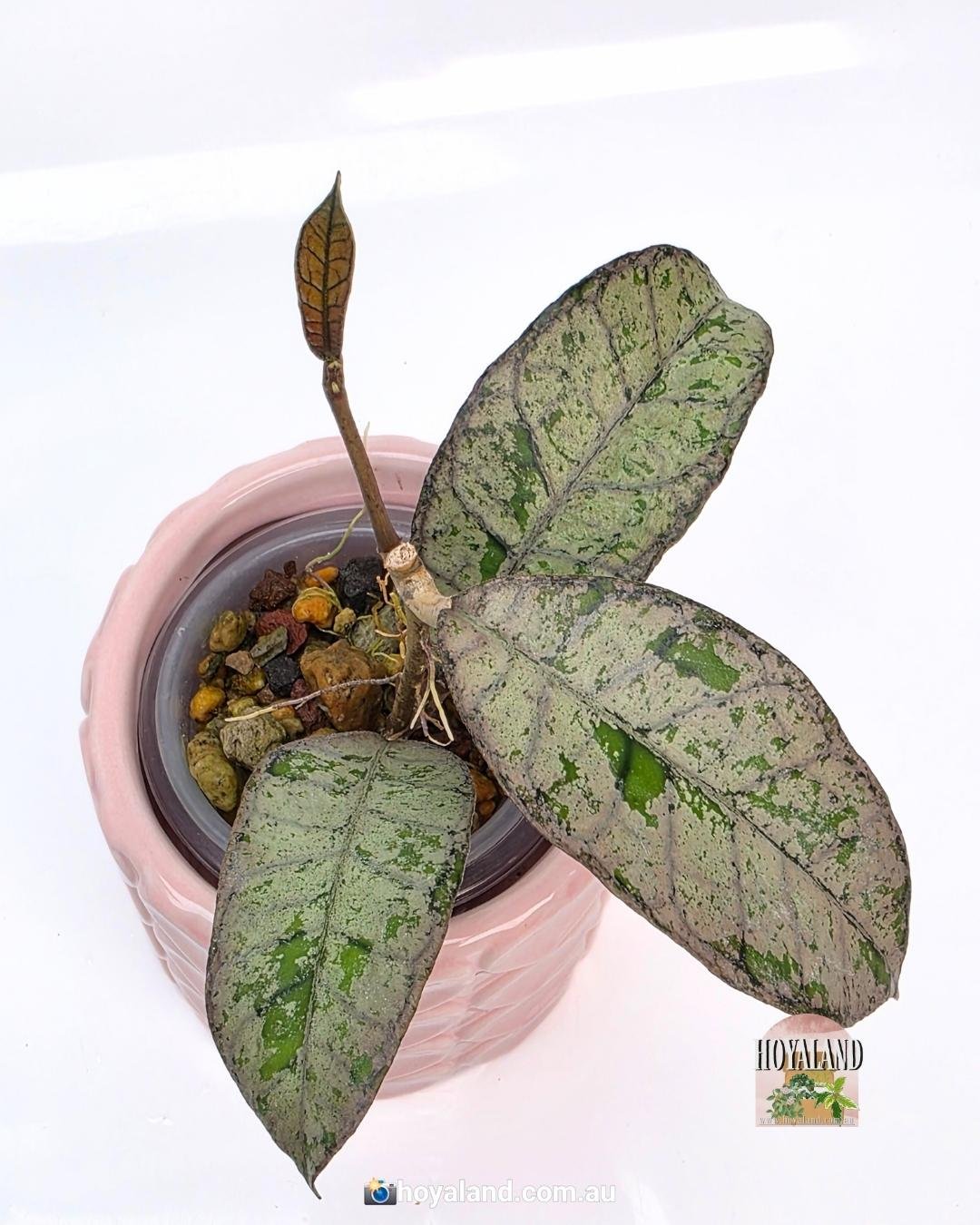 Hoya gunung gading silver ghost (4).jpg