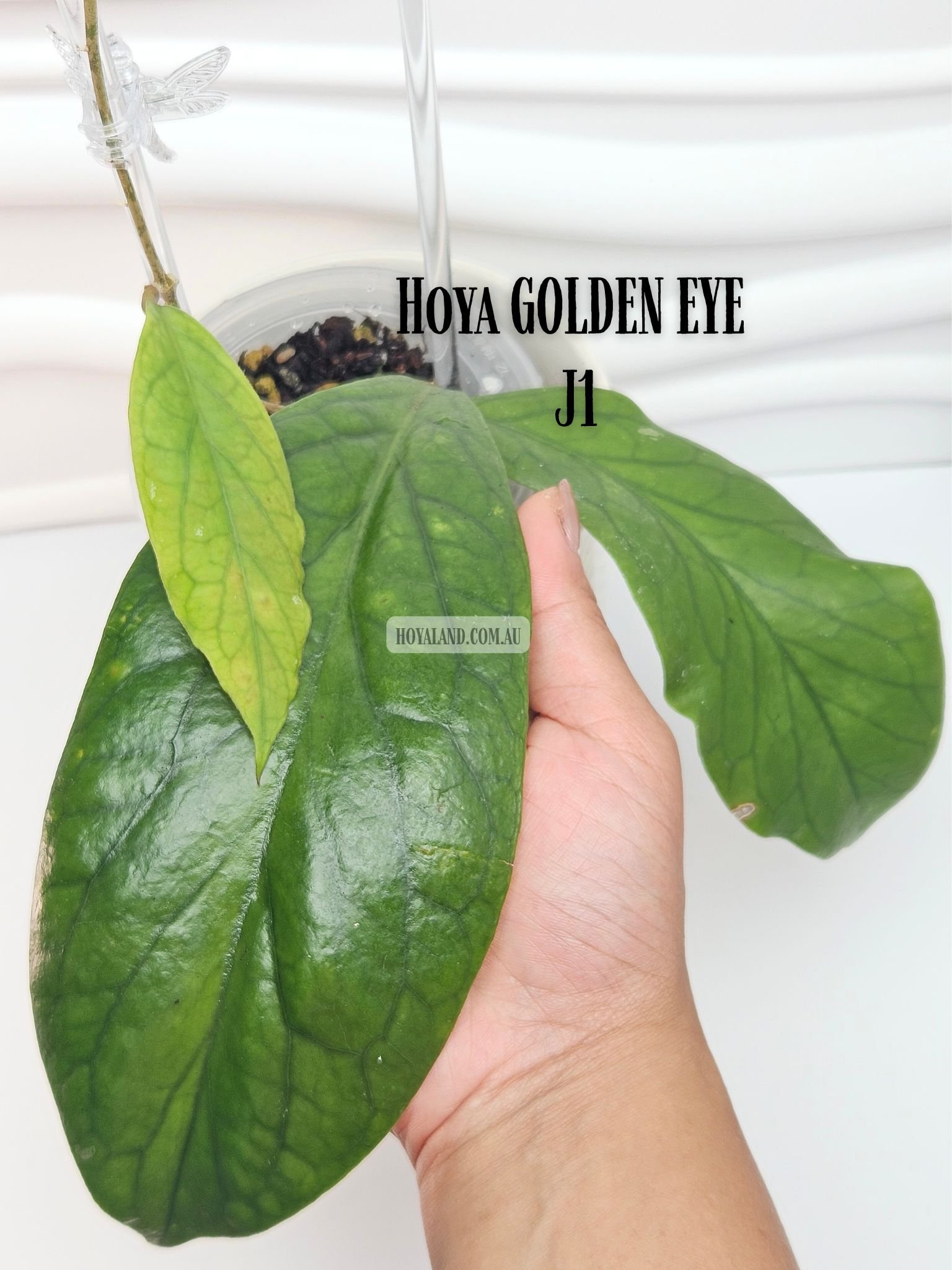 Hoya GOLDEN EYE J1 (4).jpg