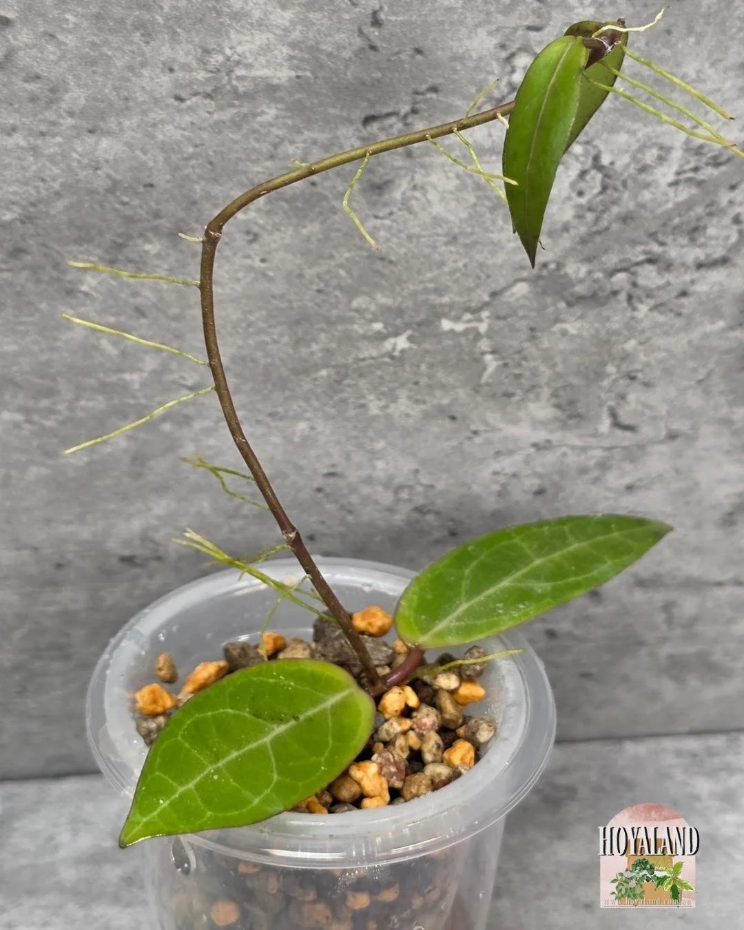 Hoya Love Affair A (4).jpg