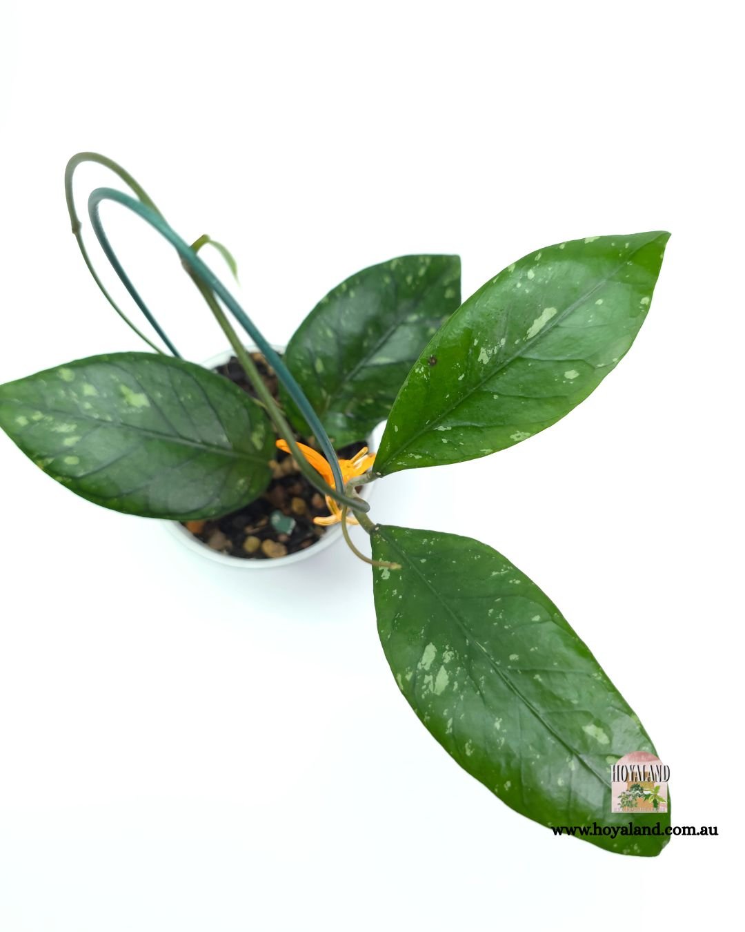 Hoya army aceh (6).jpg