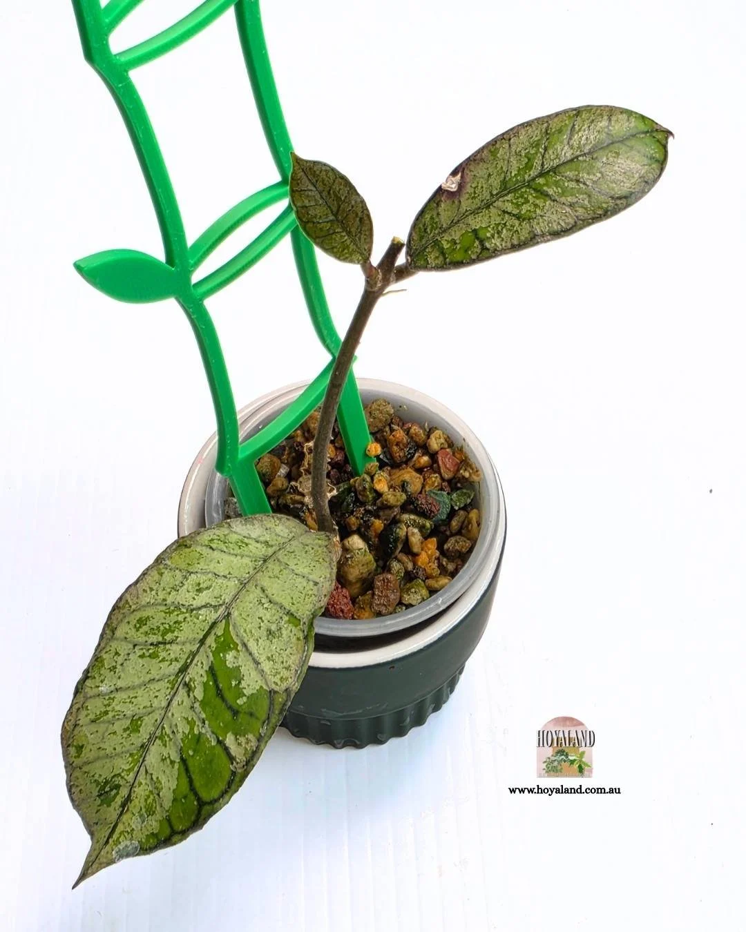 ❄️ Hoya Gunung Gading 'Silver' | Stable High Silver Variegation | Small
