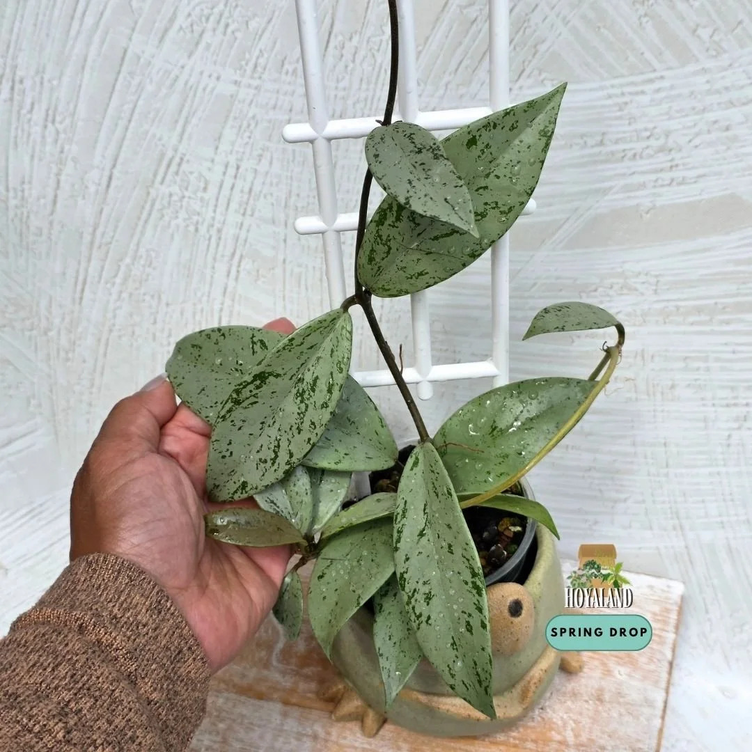Hoya pubicalyx pink silver ghost.jpg