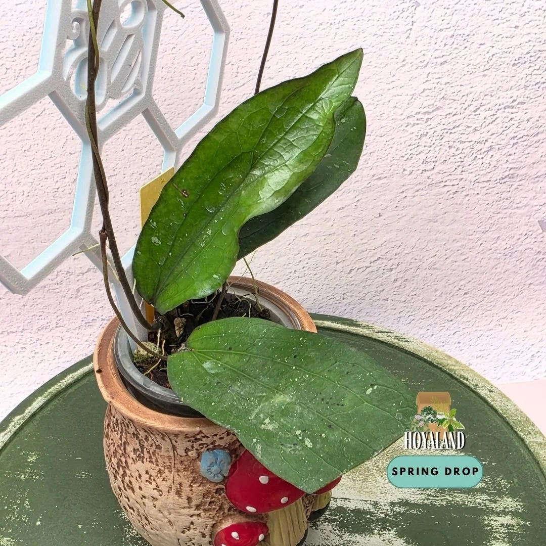 stablished Hoya erythrina Bacho showing broad, large leathery leaves with undulate ruffled margins, prominent dark venation, and climbing tendrils