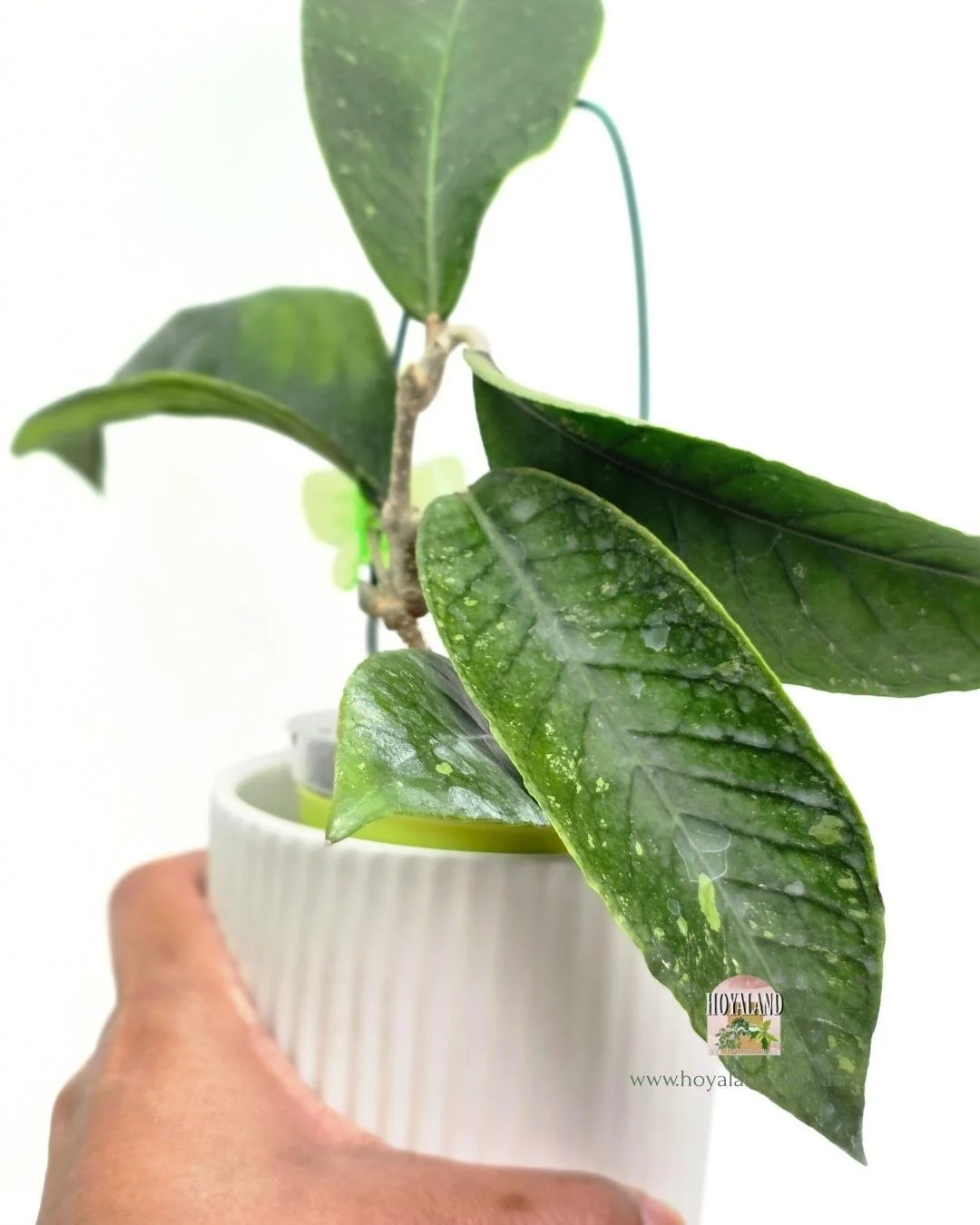 Hoya Gayo Lues Green (2).jpg