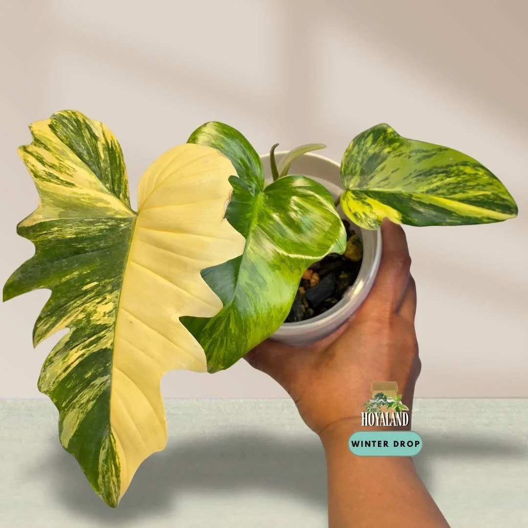 Philodendron Florida Beauty x mayoi with wide triangular leaves and light cream variegation