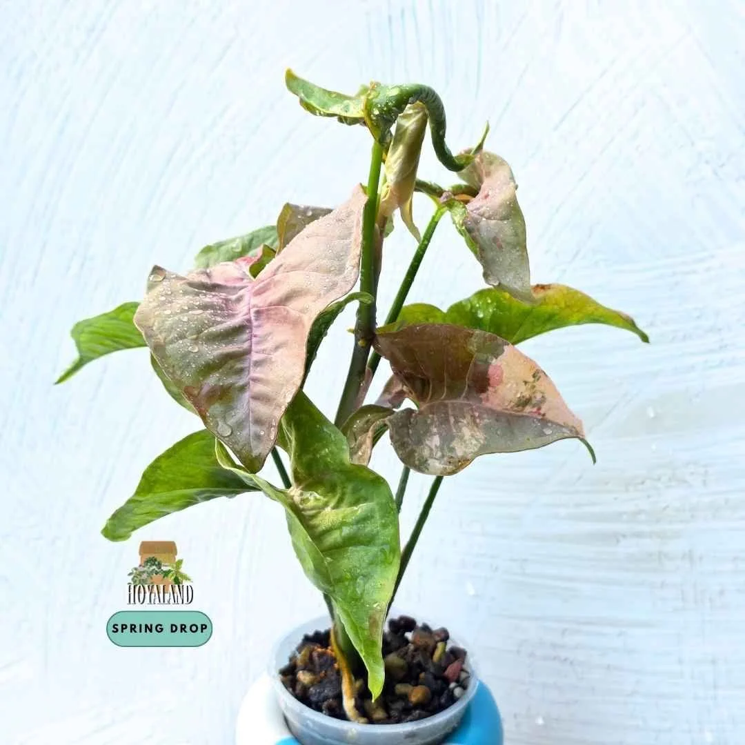 Syngonium double pink variegated 1 (3).jpg