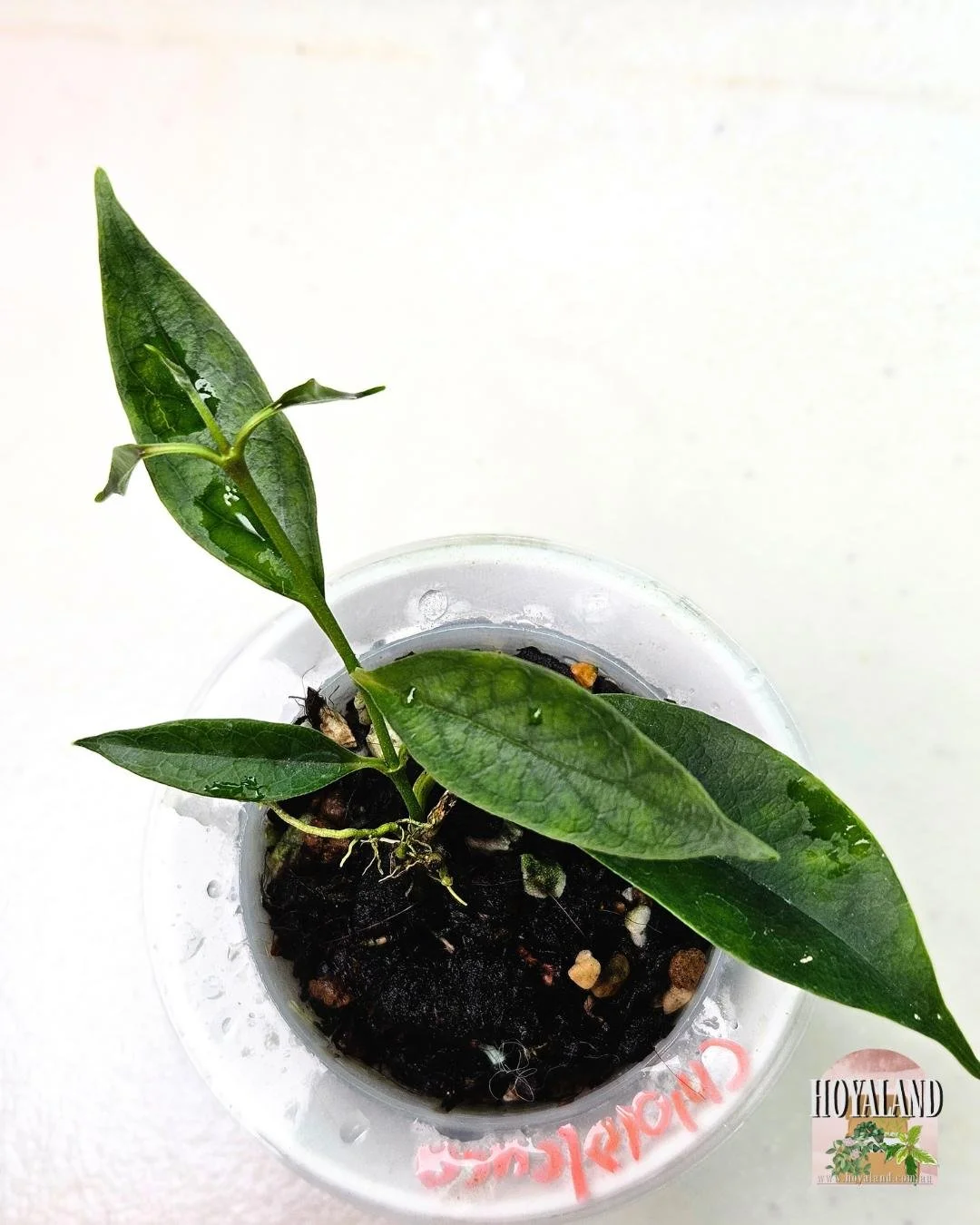 Hoya chloroleuca (4).jpg