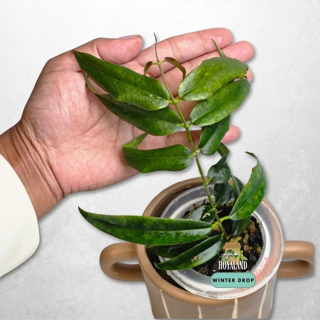 Established Hoya paradisea showing slender thin foliage and pristine white bloom genetics