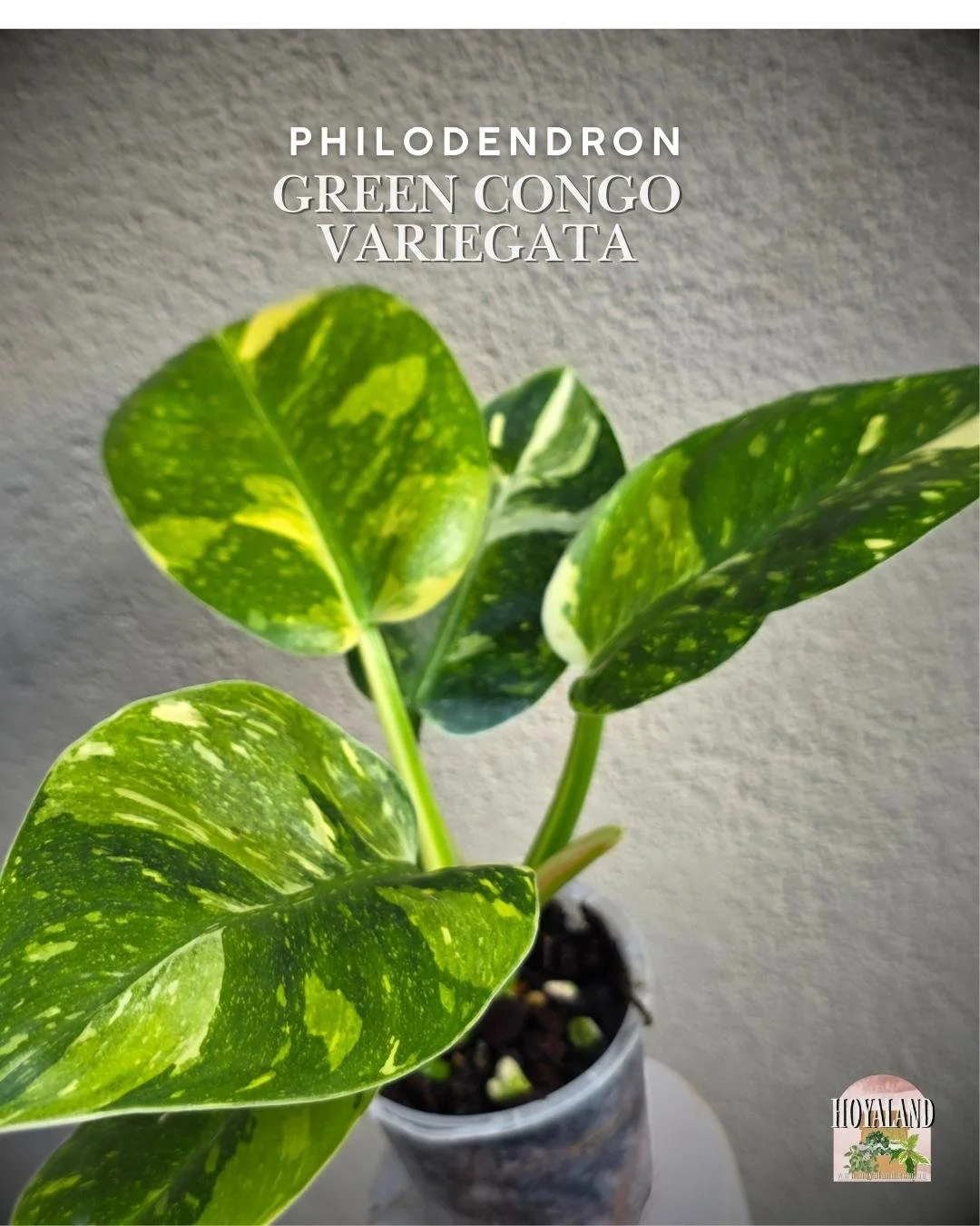 Philodendron green congo variegata a (9).jpg