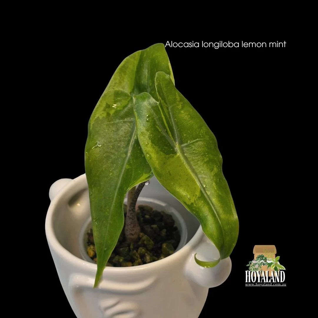 Alocasia longiloba lemon mint (6).jpg