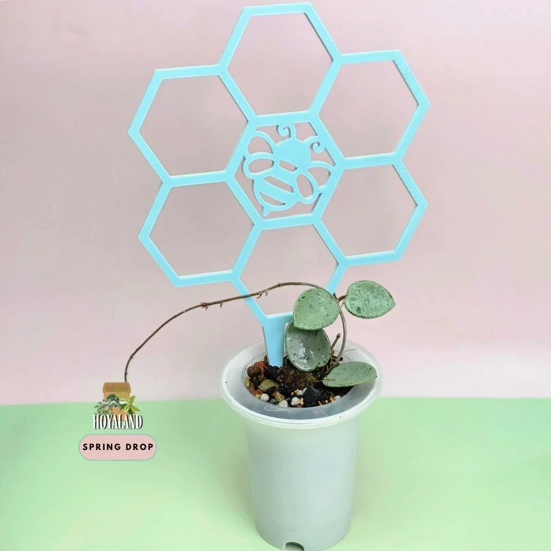 hoya mathilde silver indo grey fairy C.jpg