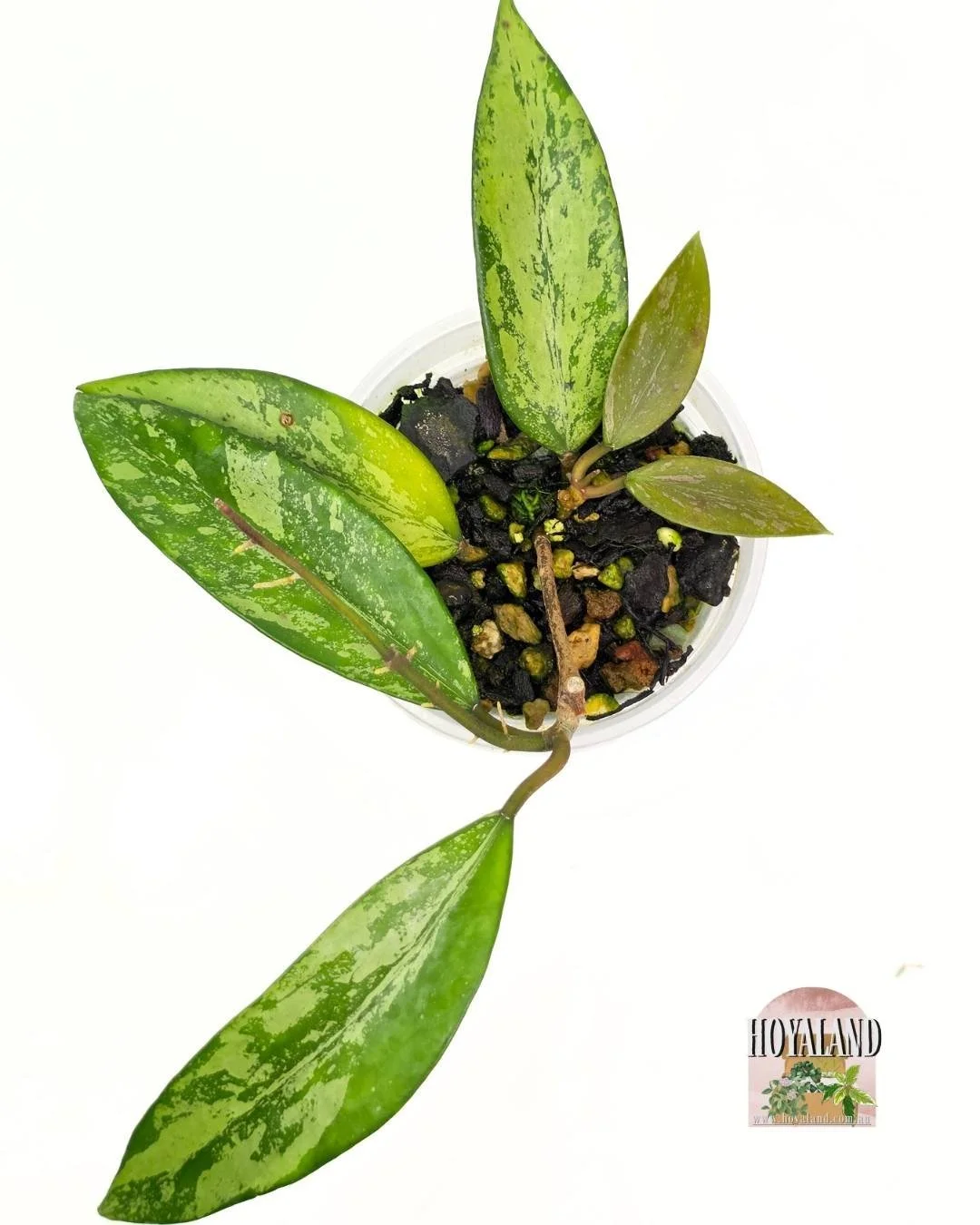 Hoya cui snow (2).jpg