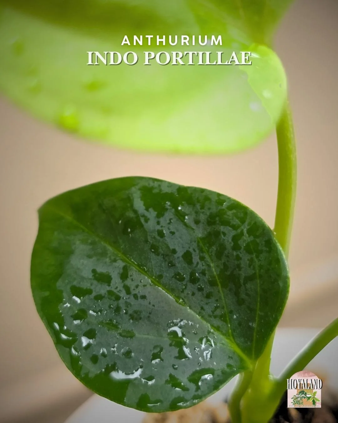 Anthurium indo portillae (4).jpg