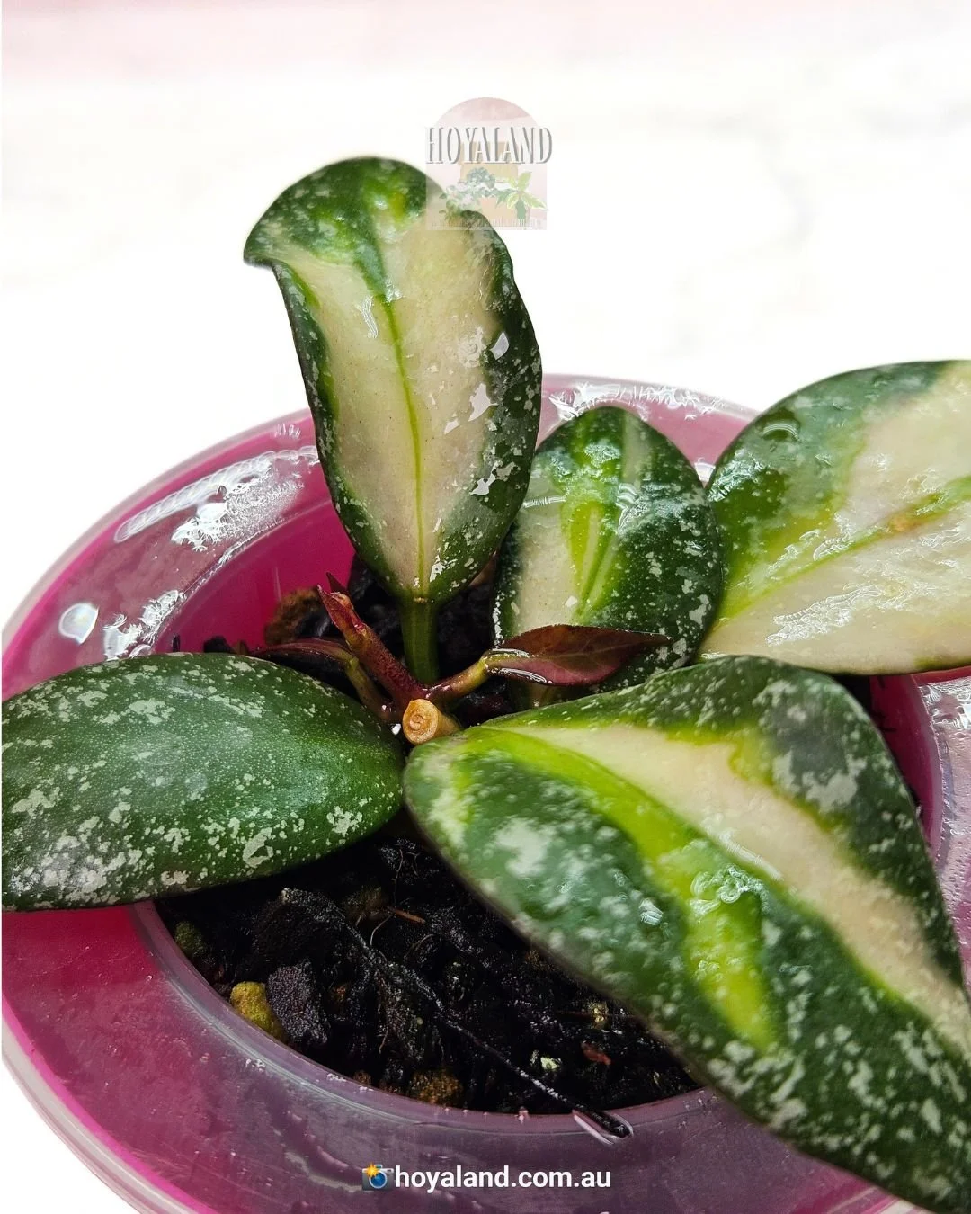 Hoya nabawanensis variegata (4).jpg