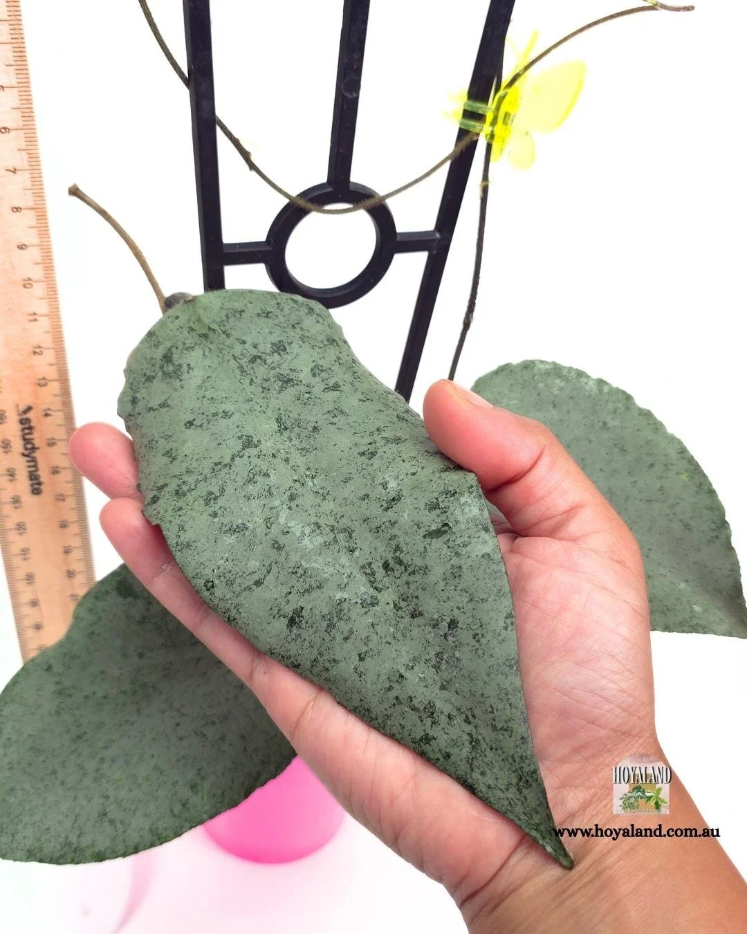 🍂  RARE Silver Hoya caudata 'Argene'