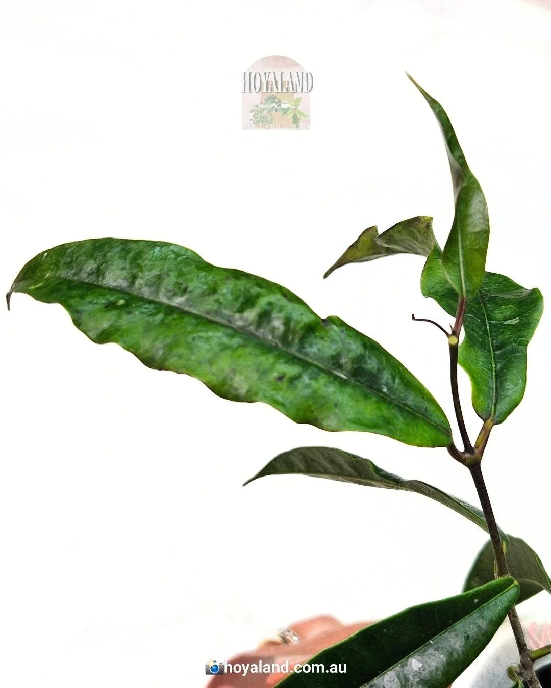 Hoya sammananiana (1).jpg