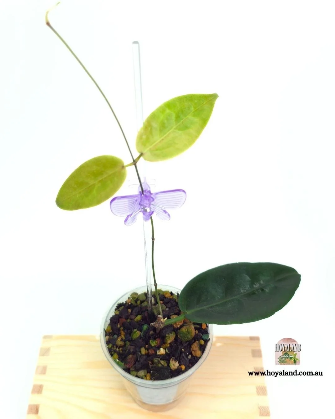 Hoya piestolepsis.jpg