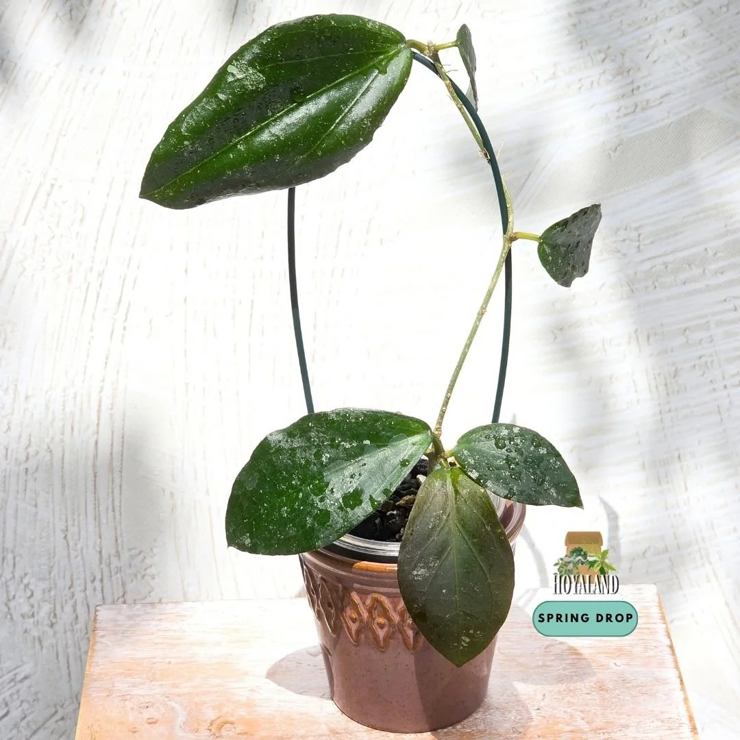 Hoya erythrina x caudata (Textured Hybrid Clone)