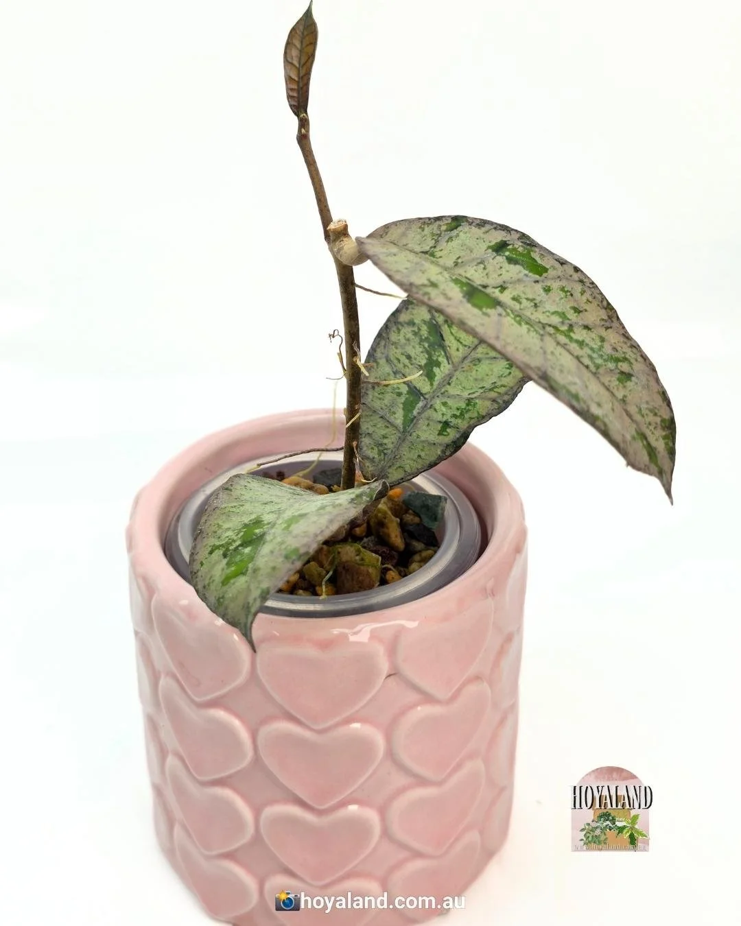 Hoya gunung gading silver ghost (5).jpg