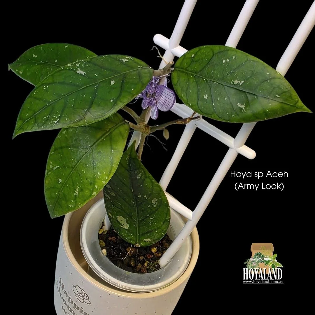 ⛄ Rare Hoya sp. Aceh 4 | Prominent Veins | Army Look