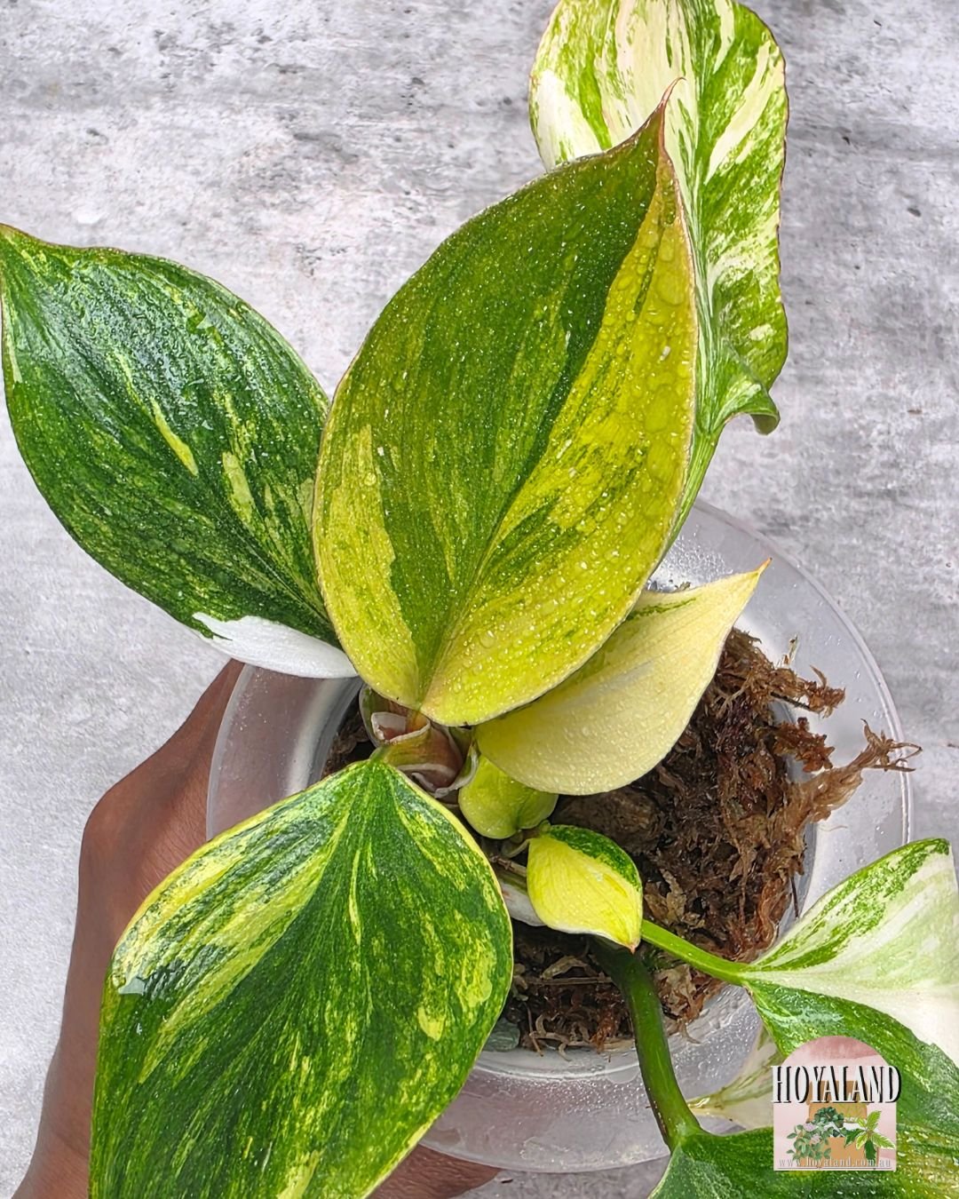 Philodendron White Knight Tricolour (2).jpg