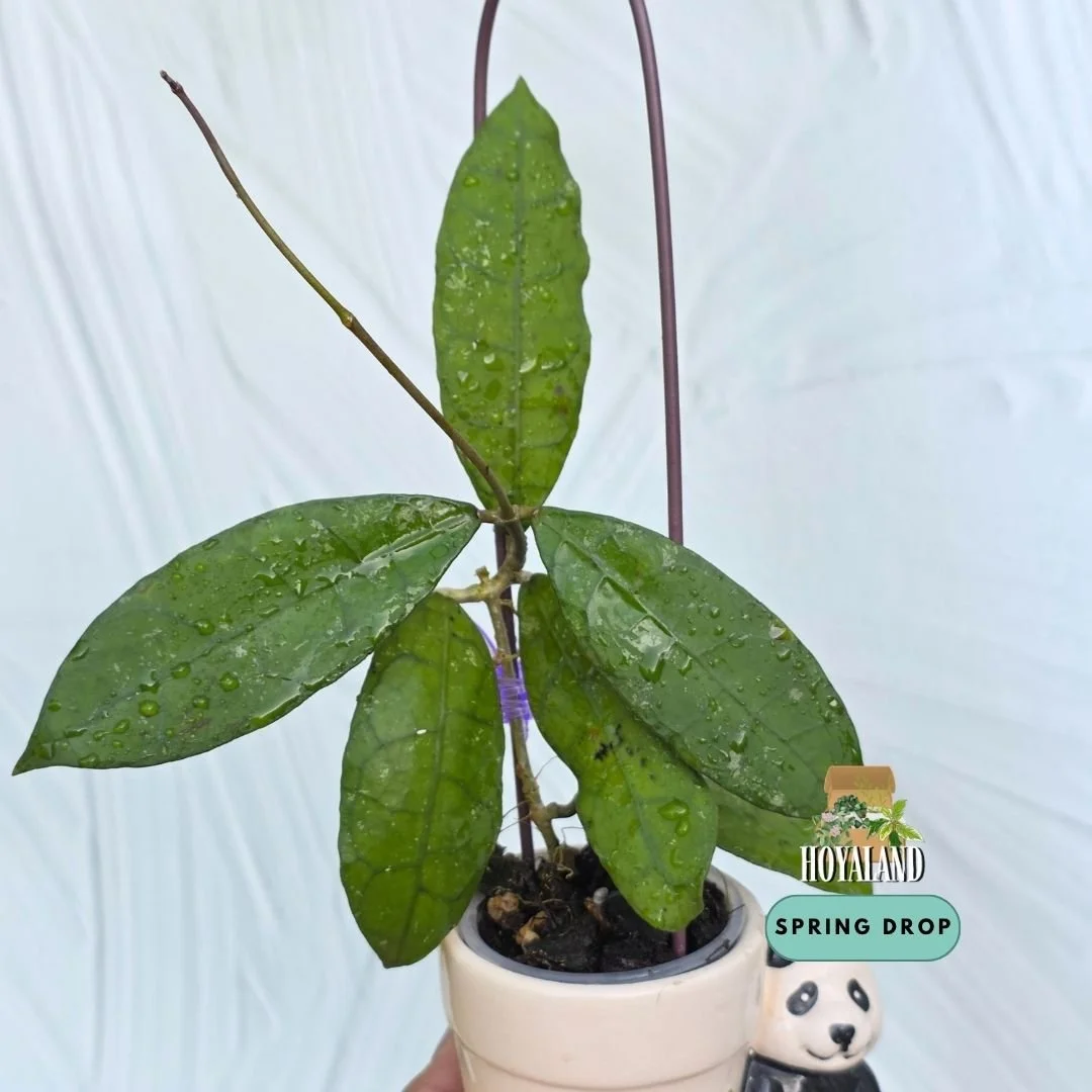 Hoya teddy bear.jpg