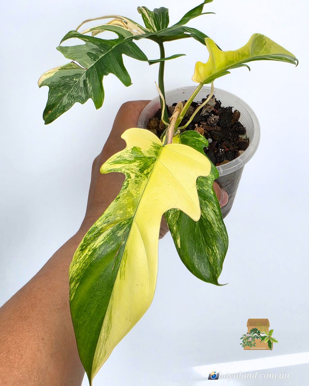 Philodendron fb x tortum 1.png