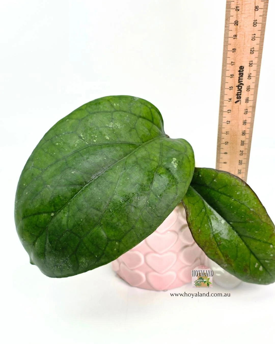 Hoya elephant A (3).jpg