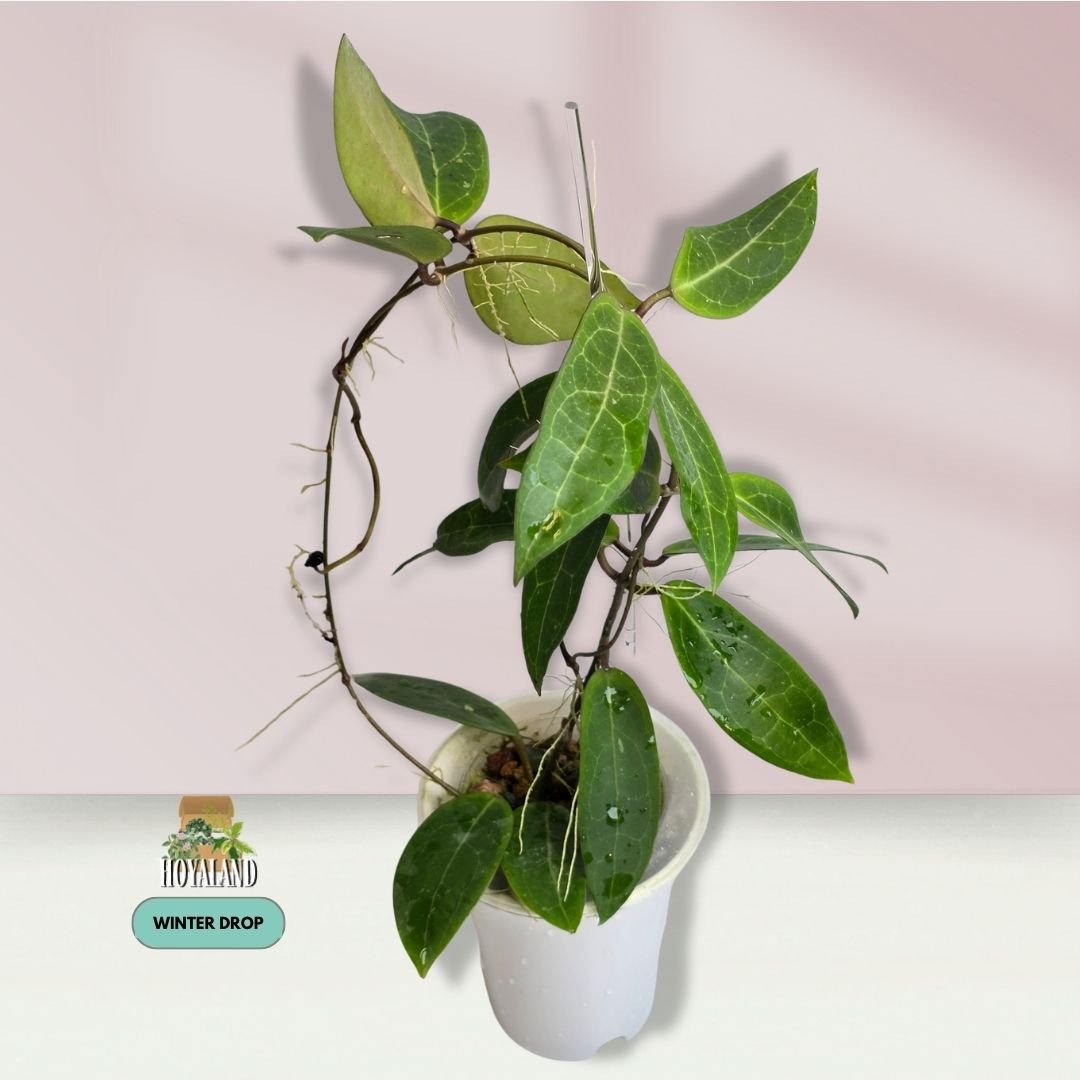 Large established Hoya Love Affair benguetensis x elliptica showing turtle-shell veining