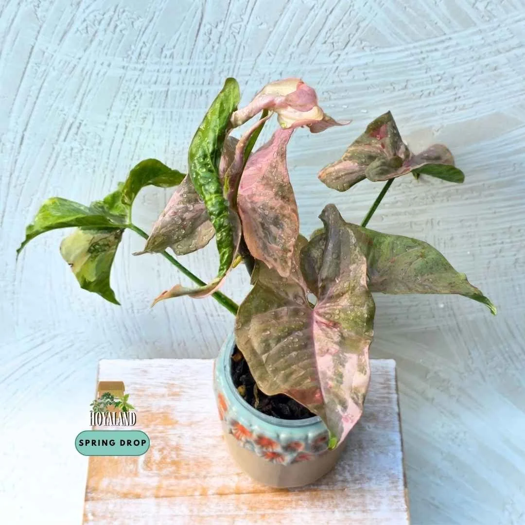 Syngonium double pink variegated 2 (5).jpg