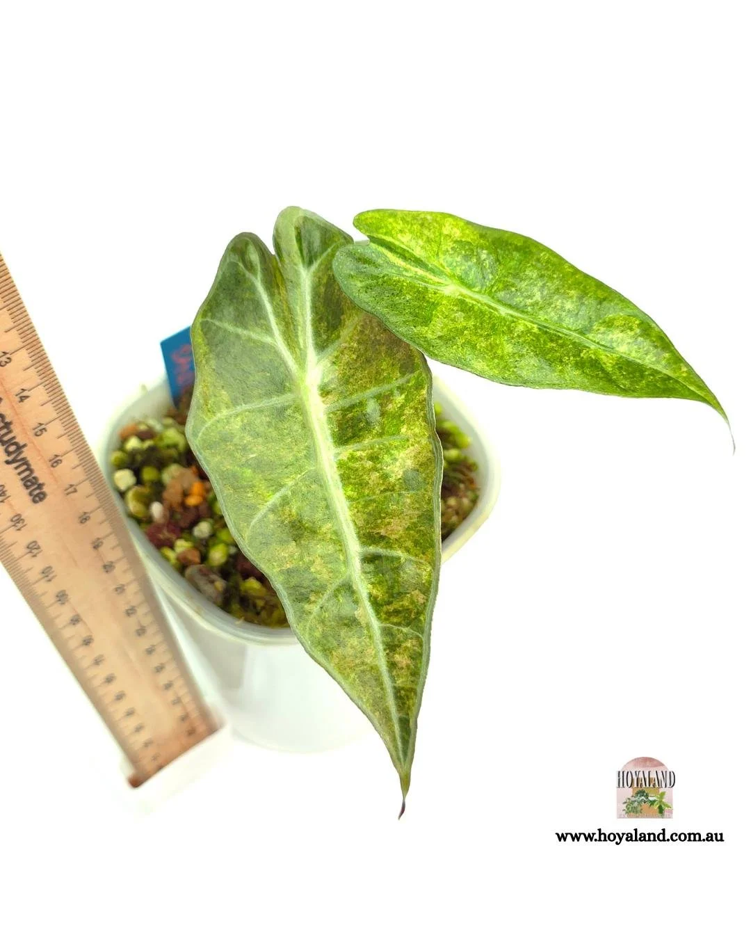 🍂 Alocasia Sanderiana Bull Aurea Corm Grown