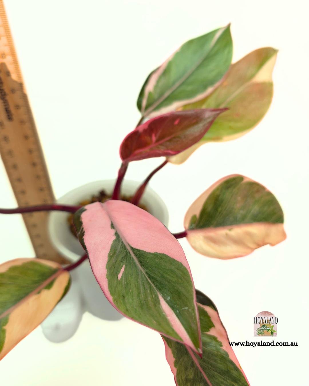 Philodendron Pink Princess Albo Mutation (6).jpg