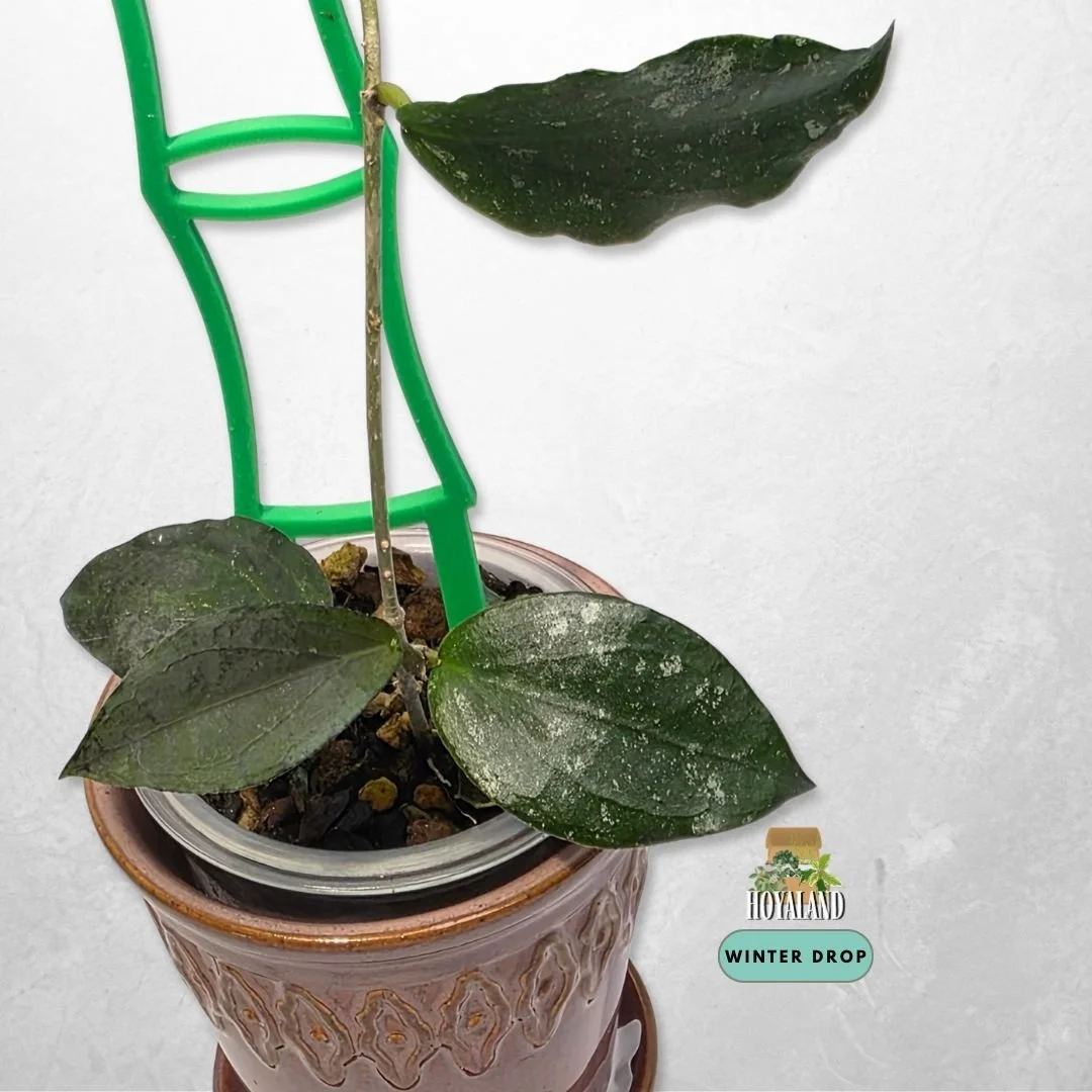 Hoya erythrina x caudata (Textured Hybrid Clone)