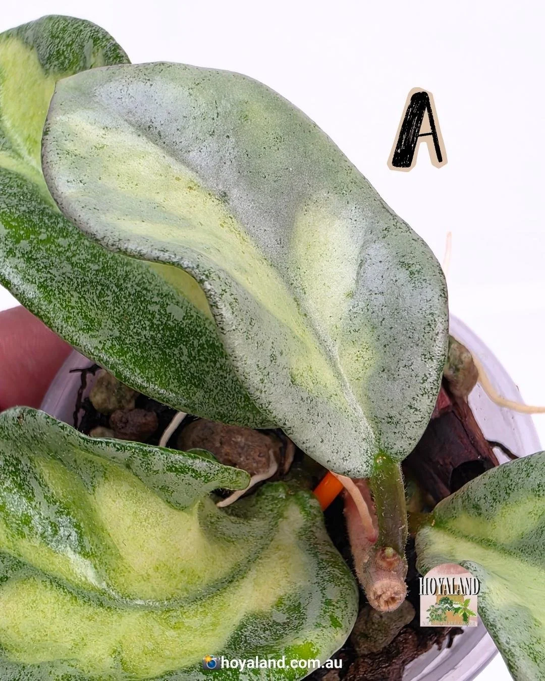 Hoya Argentea Princess A (4).jpg