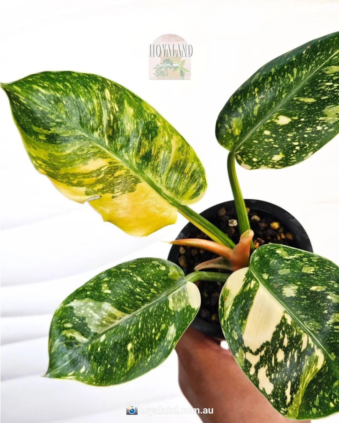 Philodendron Green Congp Variegated (4).jpg