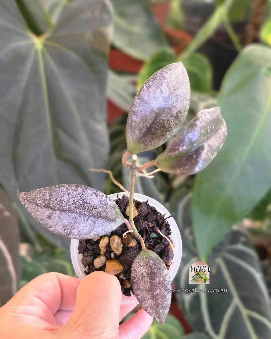 Hoya walliniana silver 2 (7).jpg