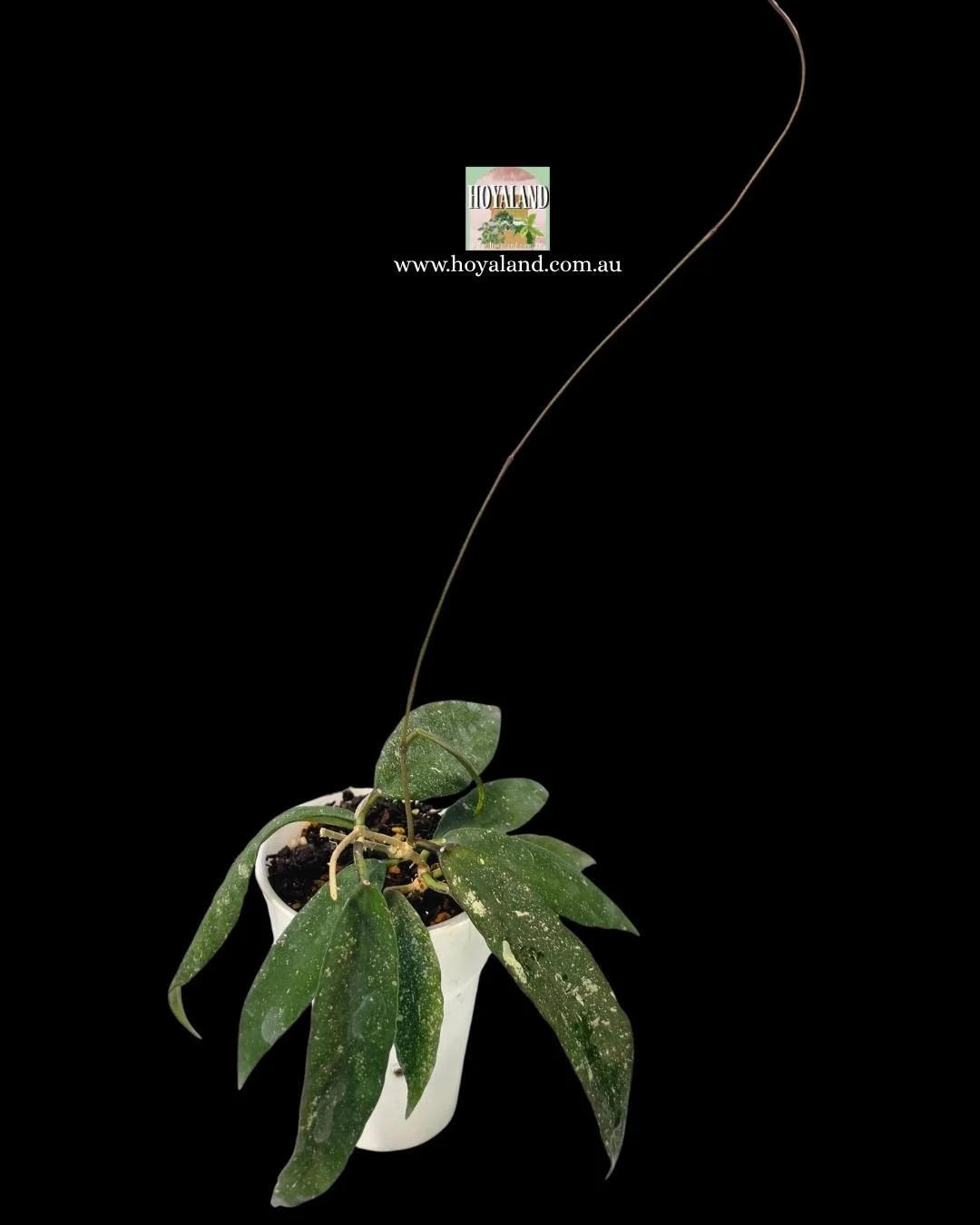 Hoya scortechinii (2).jpg