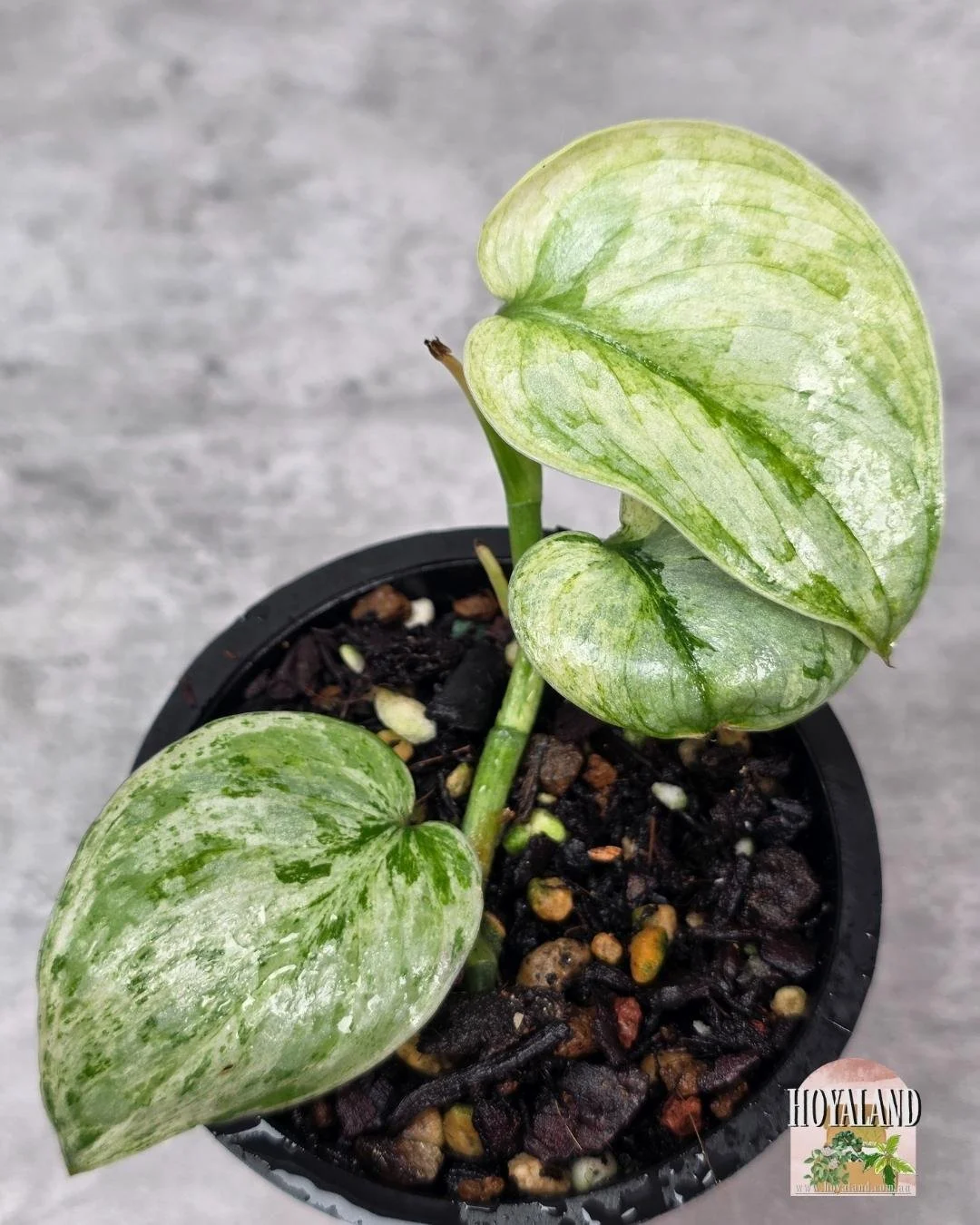 Scindapsus Tembaga (4).jpg