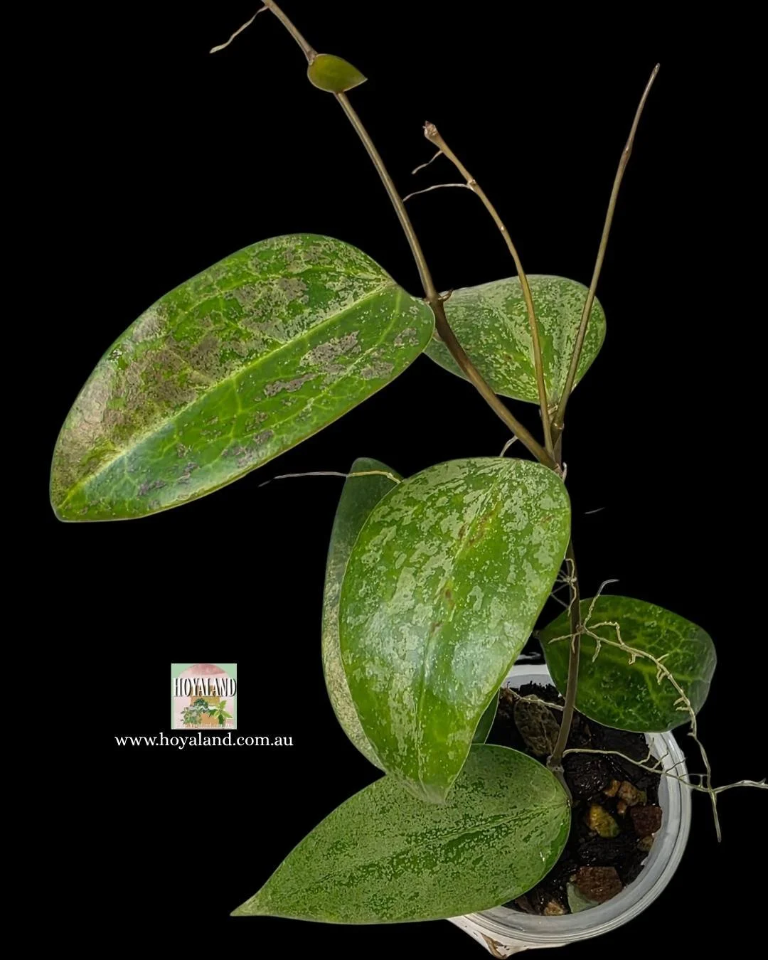 Hoya aurora (3).jpg