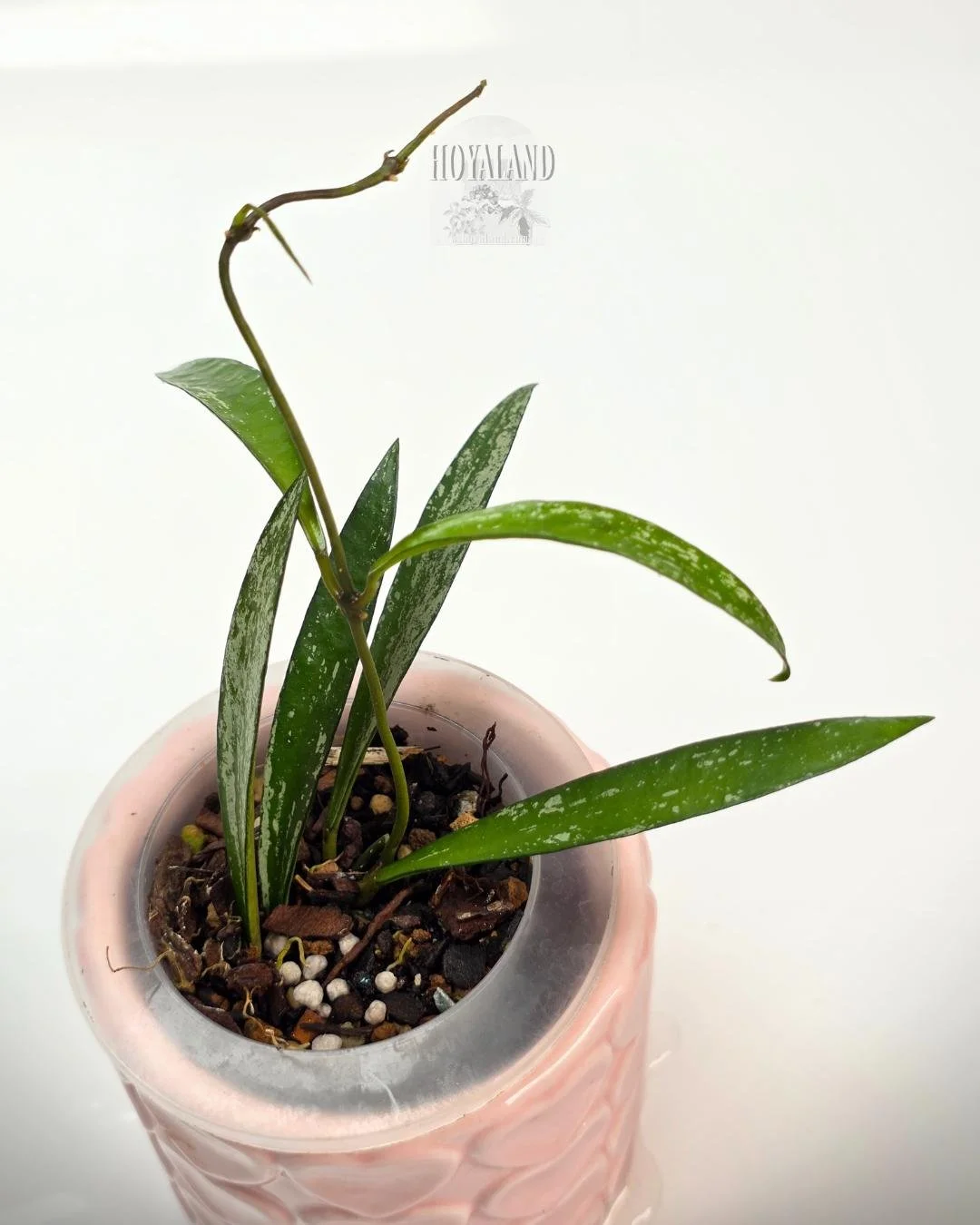 Hoya Tanggamus Bamboo (3).jpg