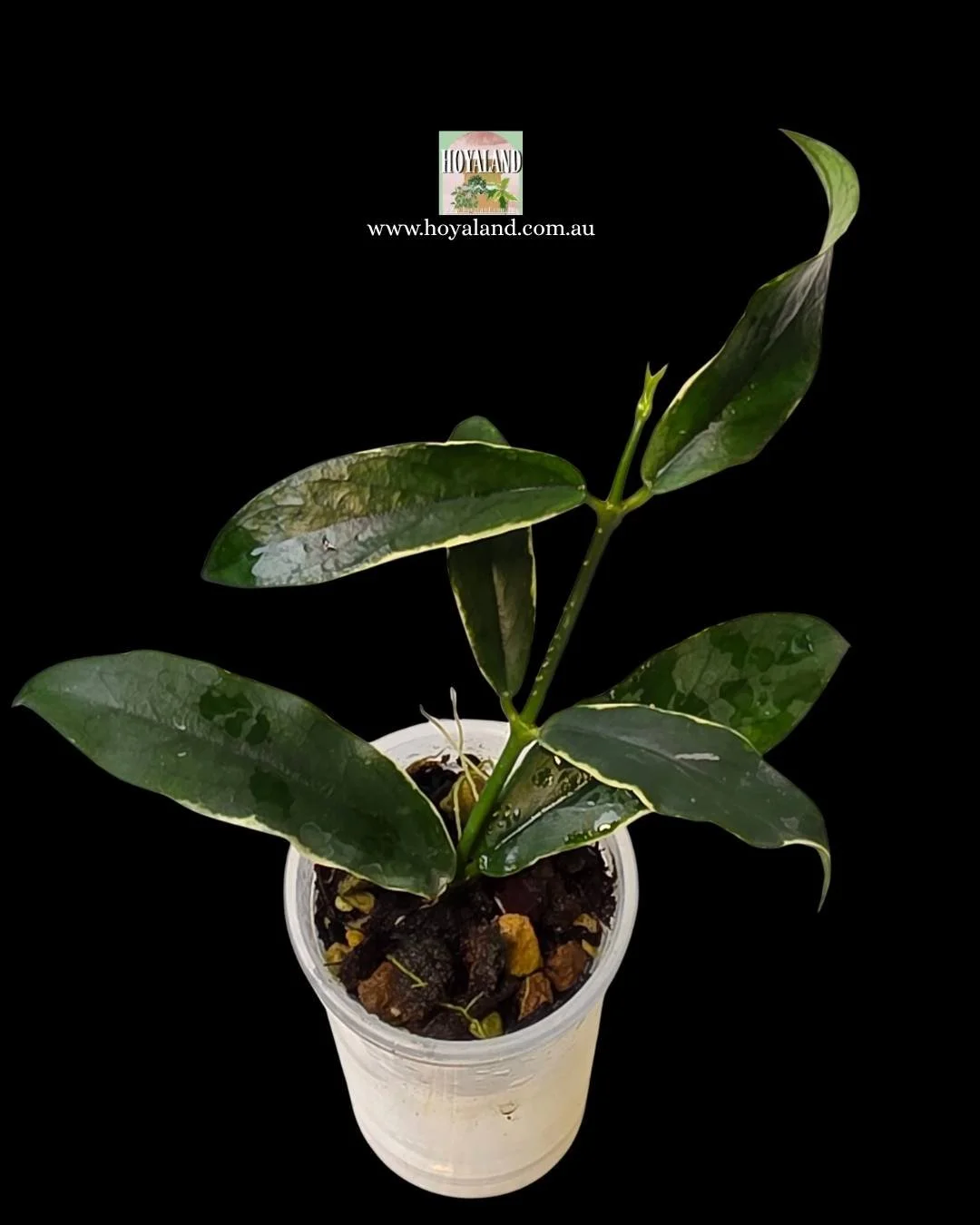 Hoya lobbii albo (2).jpg