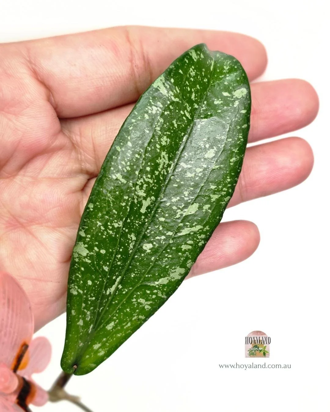 Hoya erythrina silver splash (3).jpg