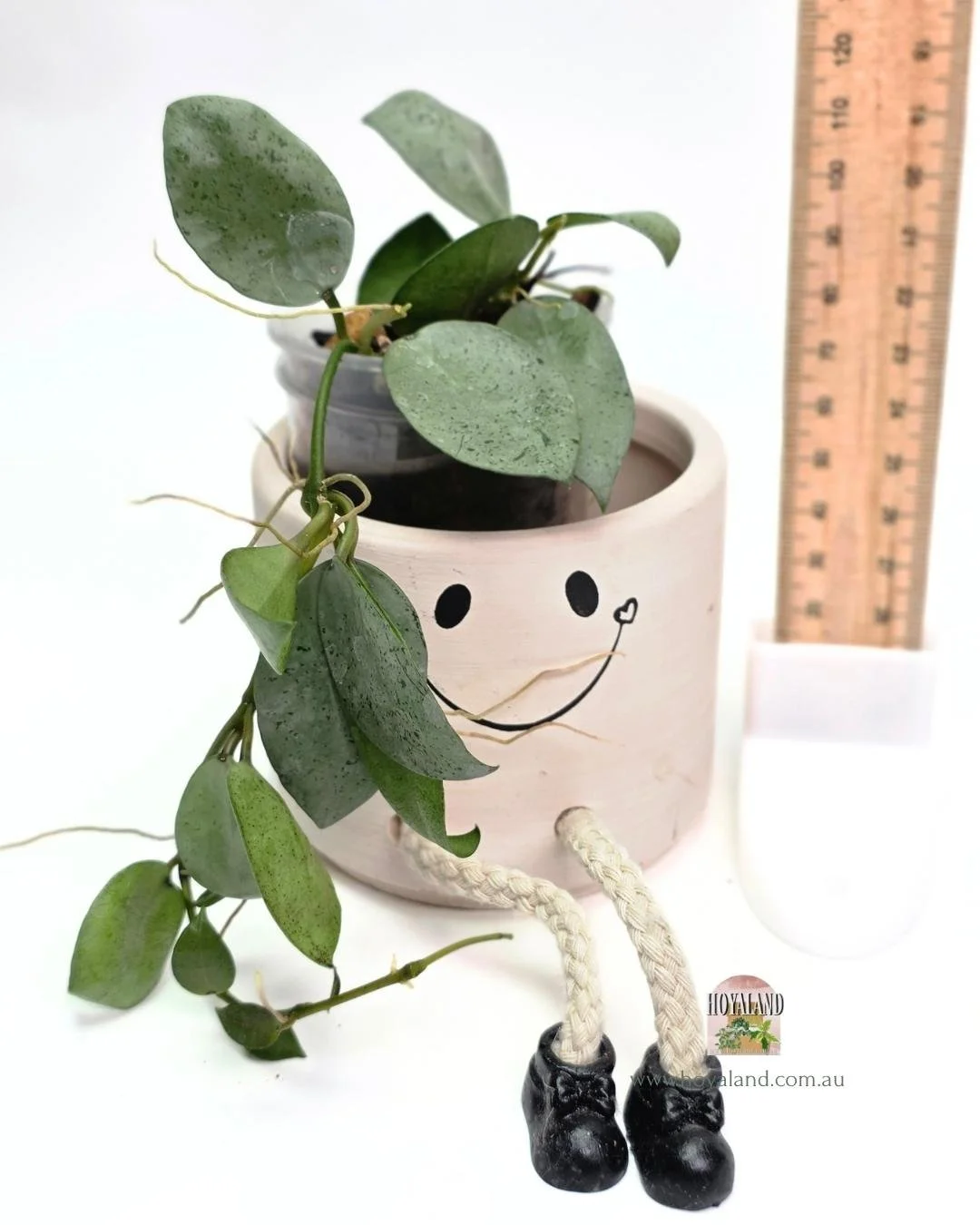 🍂 Hoya LACUNOSA SILVER MINT COIN B