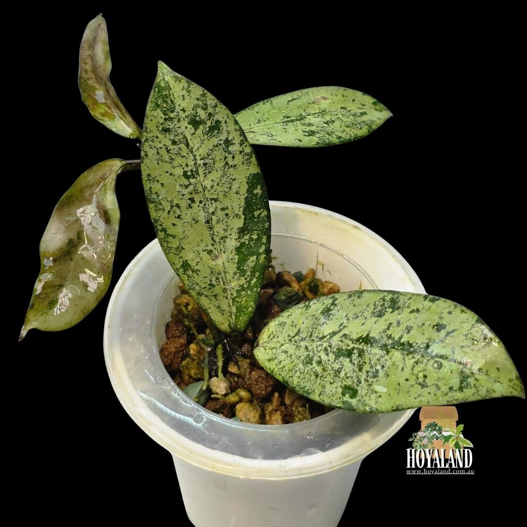 Hoya crassipetiolata x michele (4).jpg